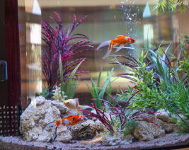 Residence Sophie : EHPAD à Grasse